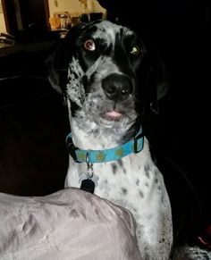 a black and white dog sitting on top of a couch next to a pillow in the dark