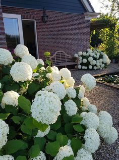 white flowers in front of a brick house