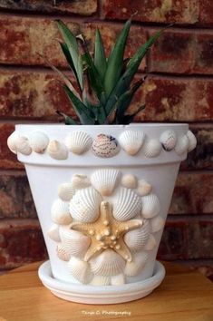 a potted plant with sea shells on it and a succulent in the center