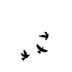 three birds flying in the sky together