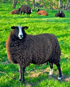 a black and white sheep standing on top of a lush green field next to trees