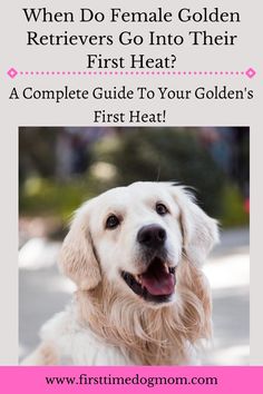 When Do Female Golden Retrievers Go Into Their First Heat? - A close up of a Golden Retriever sitting looking at you with a happy expression. Golden Retriever Breed, Dog Illnesses, Dog Shaking, Dog Remedies, Dog Tips, Dog Care Tips, Dog Ear