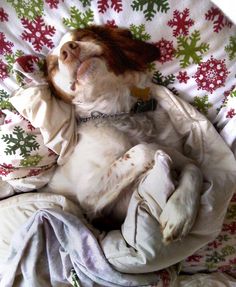 a dog is laying on its back in a bed with snowflakes all over it