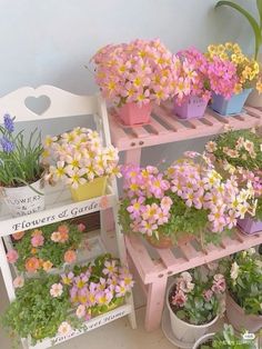 several potted flowers are sitting on shelves