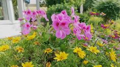 some pink and yellow flowers in a garden