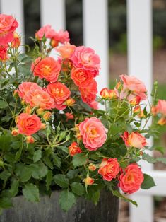 a potted plant with orange flowers in front of a white fence