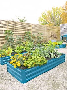 an outdoor garden with blue raised planters and yellow flowers in the foreground, next to a wooden fence