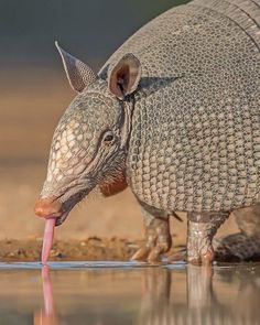 an armadile drinking water from a pond with its tongue hanging out to the side