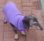 a small dog wearing a purple sweater standing on a brick floor next to a door