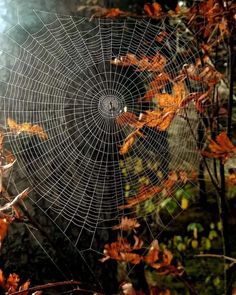 a spider web in the middle of some trees with orange leaves on it's sides