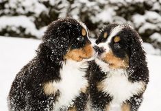 two puppies playing in the snow with their noses touching each other's forehead