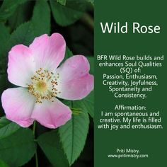 a pink flower with the words wild rose on it