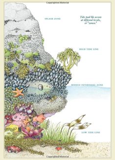 the cover of an illustrated book with different types of plants and animals, including seaweed