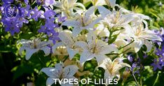 white and purple flowers with the words types of lilies on it in front of them