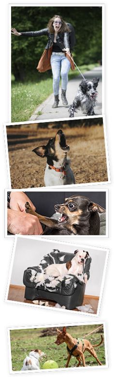 four different pictures of dogs and people in the same photo, one is holding a dog's leash