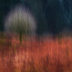 blurry photograph of trees and grass in an open field with red flowers on the ground