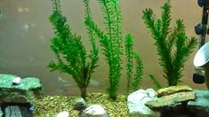 an aquarium filled with plants and rocks in front of a wall mounted fish tank that has water coming out of it