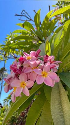 pink and yellow flowers are growing on the tree