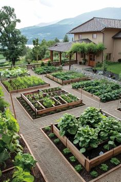 Dream Vegetable Garden Design, Fruit Garden Ideas, Vegetable Garden Landscape, Dream Backyard Garden, Garden Layouts, Backyard Garden Layout, Peace And Tranquility, Tiered Garden, Veg Garden