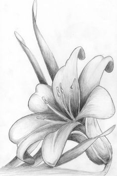 a pencil drawing of a flower