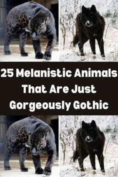 four pictures of different black animals in the snow with text that reads, 25 melanistic animals that are just gorgeously gothic