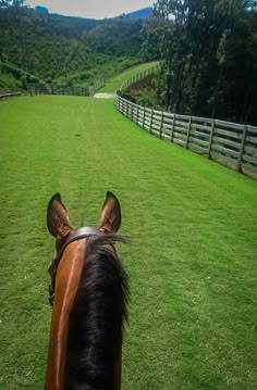 a brown horse standing on top of a lush green field next to a wooden fence