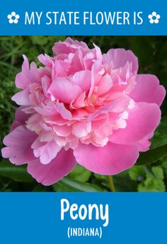 a pink flower with green leaves in the background