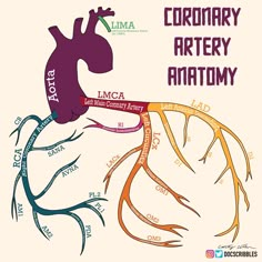 a diagram of the anatomy of an animal's body and its major branches, labeled in different colors