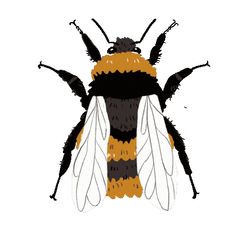 a bee with black and yellow stripes