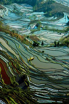 an aerial view of rice terraces in the mountains and valleys with trees on each side