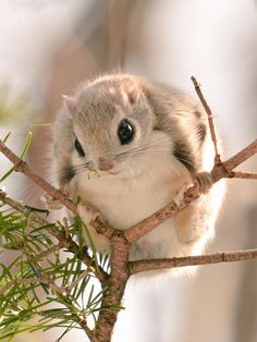 a small rodent sitting on top of a tree branch with its eyes wide open