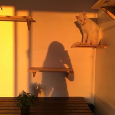 a white cat sitting on top of a wooden shelf next to a potted plant