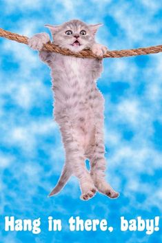 a cat hanging in there, baby on a rope with the caption hang in there