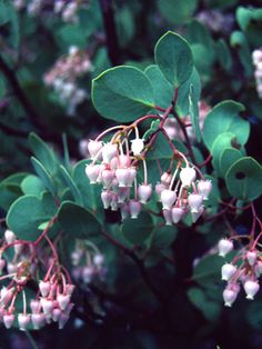 small white flowers growing on the branches of a tree with green leaves and pink blooms