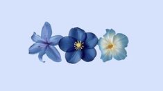 three blue and white flowers with one flower in the middle on a light blue background