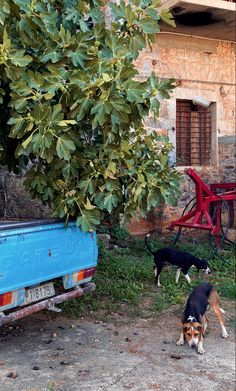 two dogs standing in front of a blue truck