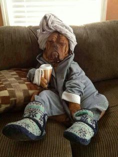 a dog is sitting on the couch with his head wrapped in a blanket and holding a cup