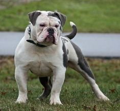 a white and gray dog standing on top of a lush green field