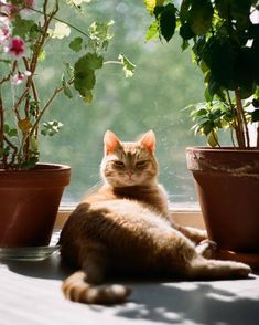 an orange cat laying on top of a window sill next to potted plants