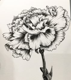 Hand drawing by Hanna Chung A carnation Carnation Hand Tattoo, Carnation Tattoo Outline, Carnation Outline, Carnation Sketch, Carnation Tattoo Design, Carnation Flower Drawing, Carnation Drawing, Carnations Flower, Hur Man Ritar Blommor