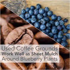 blueberries and coffee beans with the words used coffee grounds work well as sheet mulch around blueberry plants