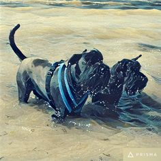 two dogs are playing in the water at the beach, one is wearing a life jacket