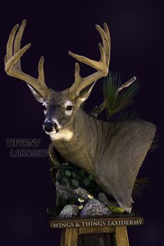 an antelope is sitting on top of a stool with feathers in its mouth