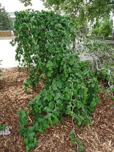 a bush with green leaves growing out of it's center surrounded by mulch