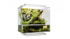 an aquarium filled with lots of green plants