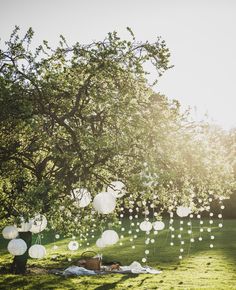 paper lanterns are hanging from a tree in the grass