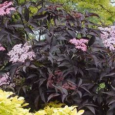 purple flowers are blooming in the garden