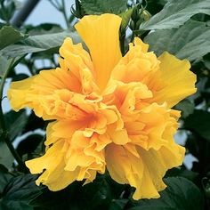 a yellow flower with green leaves in the background