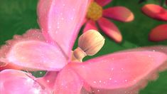 a pink flower with water droplets on it