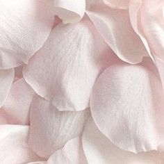 close up view of pink rose petals in soft light pastel colors, texture or background